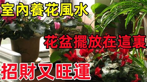 麒麟花風水擺設|【麒麟花風水擺設】旺運植物擺放哪裡好 